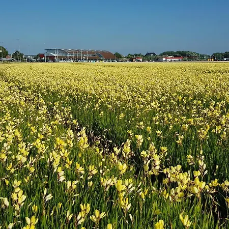 'heerlijk Zomerhuis Vlakbij En Duinen' *