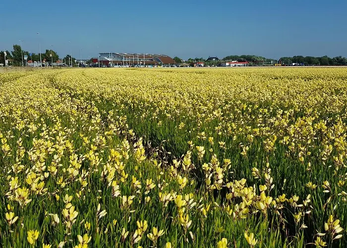 'heerlijk Zomerhuis Vlakbij En Duinen' *